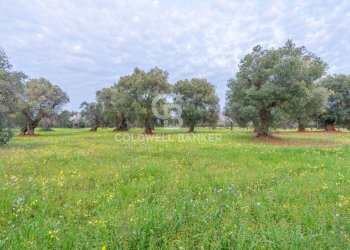 Foto 21 - Rustico Contrada Boezio - Calcagni
 
sn, Ostuni - foto 21