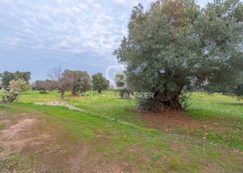 Foto 28 - Rustico Contrada Boezio - Calcagni
 
sn, Ostuni - foto 28