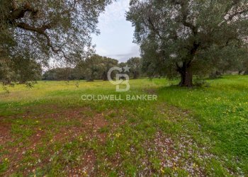 Foto 30 - Rustico Contrada Boezio - Calcagni
 
sn, Ostuni - foto 30