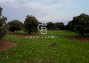 Foto 31 - Rustico Contrada Boezio - Calcagni
 
sn, Ostuni - foto 31