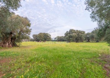 Foto 32 - Rustico Contrada Boezio - Calcagni
 
sn, Ostuni - foto 32