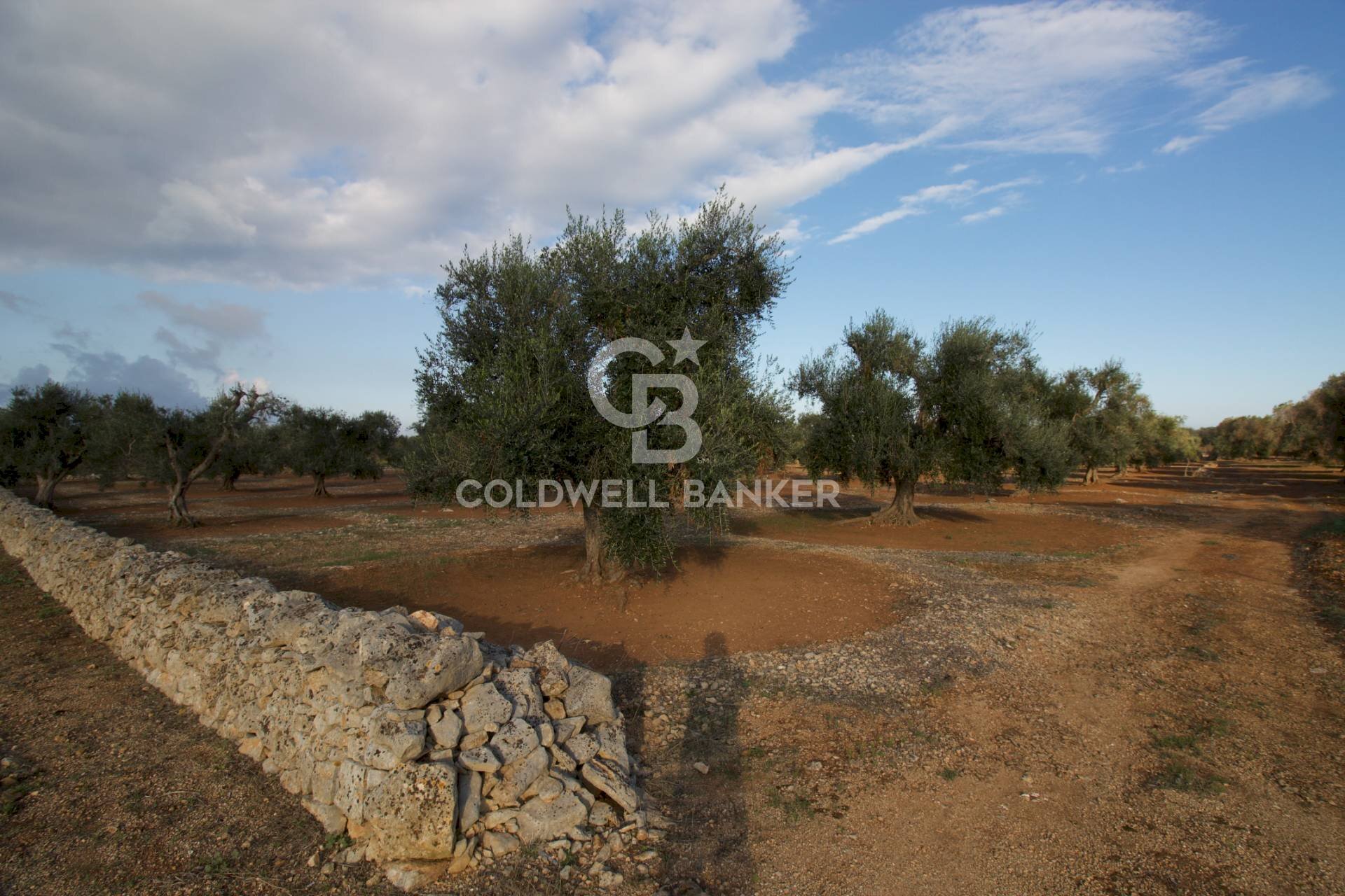 Foto 1 - Terreno agricolo Contrada San Giacomo, San Vito dei Normanni - foto 1
