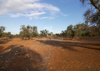 Foto 6 - Terreno agricolo Contrada San Giacomo, San Vito dei Normanni - foto 6