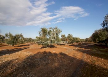 Foto 7 - Terreno agricolo Contrada San Giacomo, San Vito dei Normanni - foto 7