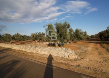 Foto 9 - Terreno agricolo Contrada San Giacomo, San Vito dei Normanni - foto 9