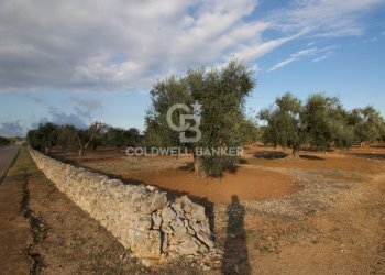 Foto 11 - Terreno agricolo Contrada San Giacomo, San Vito dei Normanni - foto 11