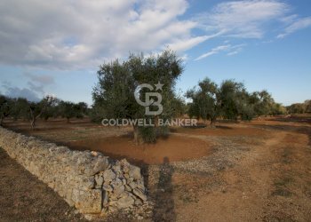 Foto 12 - Terreno agricolo Contrada San Giacomo, San Vito dei Normanni - foto 12