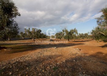 Foto 13 - Terreno agricolo Contrada San Giacomo, San Vito dei Normanni - foto 13