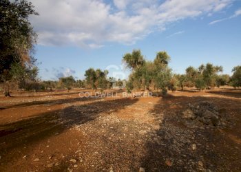 Foto 15 - Terreno agricolo Contrada San Giacomo, San Vito dei Normanni - foto 15