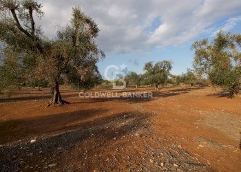 Foto 16 - Terreno agricolo Contrada San Giacomo, San Vito dei Normanni - foto 16