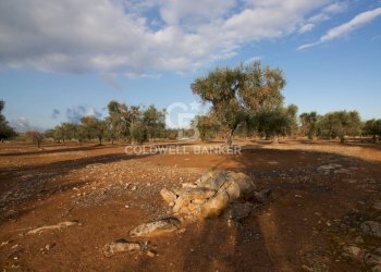 Foto 17 - Terreno agricolo Contrada San Giacomo, San Vito dei Normanni - foto 17
