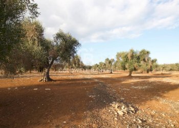 Foto 18 - Terreno agricolo Contrada San Giacomo, San Vito dei Normanni - foto 18