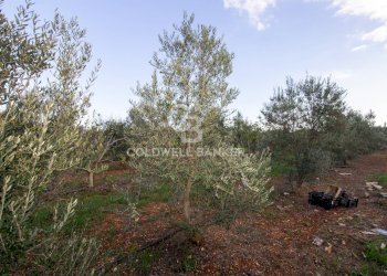 Foto 3 - Terreno agricolo Contrada San Giacomo, San Vito dei Normanni - foto 3