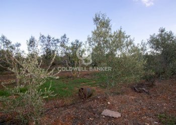 Foto 1 - Terreno agricolo Contrada San Giacomo, San Vito dei Normanni - foto 1