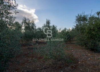 Foto 5 - Terreno agricolo Contrada San Giacomo, San Vito dei Normanni - foto 5