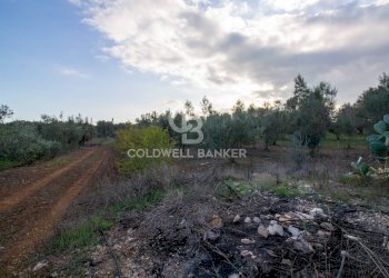 Foto 6 - Terreno agricolo Contrada San Giacomo, San Vito dei Normanni - foto 6