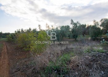 Foto 7 - Terreno agricolo Contrada San Giacomo, San Vito dei Normanni - foto 7