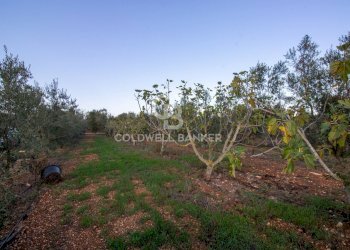 Foto 8 - Terreno agricolo Contrada San Giacomo, San Vito dei Normanni - foto 8