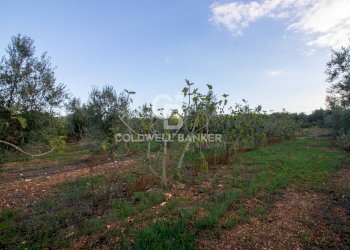 Foto 9 - Terreno agricolo Contrada San Giacomo, San Vito dei Normanni - foto 9