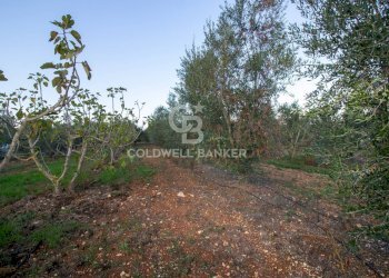 Foto 10 - Terreno agricolo Contrada San Giacomo, San Vito dei Normanni - foto 10