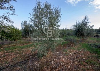 Foto 11 - Terreno agricolo Contrada San Giacomo, San Vito dei Normanni - foto 11