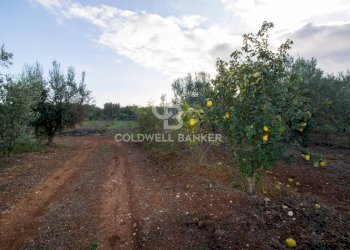 Foto 12 - Terreno agricolo Contrada San Giacomo, San Vito dei Normanni - foto 12