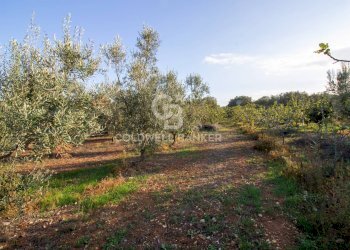 Foto 2 - Terreno agricolo Contrada San Giacomo, San Vito dei Normanni - foto 2