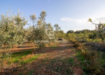 Foto 13 - Terreno agricolo Contrada San Giacomo, San Vito dei Normanni - foto 13