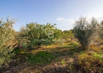 Foto 14 - Terreno agricolo Contrada San Giacomo, San Vito dei Normanni - foto 14