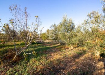 Foto 15 - Terreno agricolo Contrada San Giacomo, San Vito dei Normanni - foto 15