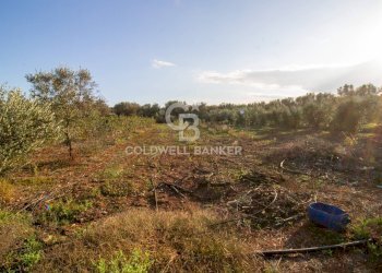 Foto 16 - Terreno agricolo Contrada San Giacomo, San Vito dei Normanni - foto 16