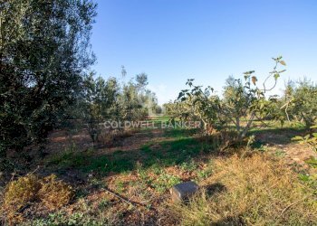 Foto 17 - Terreno agricolo Contrada San Giacomo, San Vito dei Normanni - foto 17