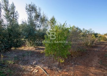 Foto 20 - Terreno agricolo Contrada San Giacomo, San Vito dei Normanni - foto 20