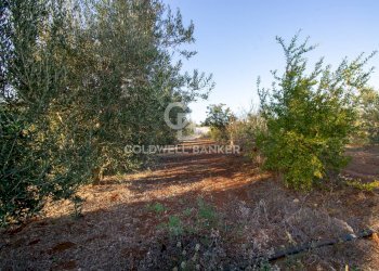 Foto 21 - Terreno agricolo Contrada San Giacomo, San Vito dei Normanni - foto 21