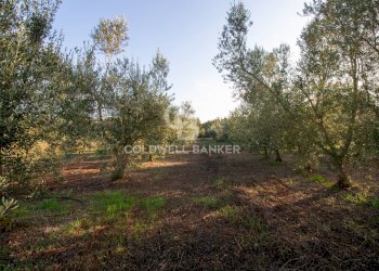 Foto 22 - Terreno agricolo Contrada San Giacomo, San Vito dei Normanni - foto 22