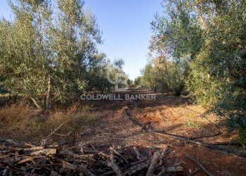 Foto 23 - Terreno agricolo Contrada San Giacomo, San Vito dei Normanni - foto 23