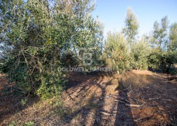 Foto 24 - Terreno agricolo Contrada San Giacomo, San Vito dei Normanni - foto 24