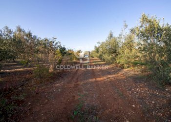 Foto 25 - Terreno agricolo Contrada San Giacomo, San Vito dei Normanni - foto 25