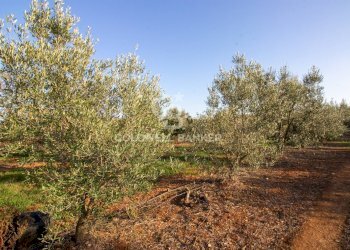 Foto 28 - Terreno agricolo Contrada San Giacomo, San Vito dei Normanni - foto 28