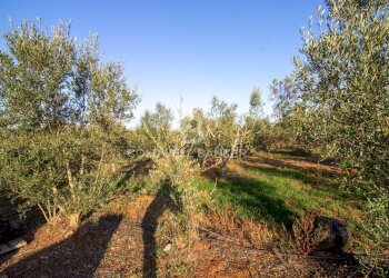 Foto 29 - Terreno agricolo Contrada San Giacomo, San Vito dei Normanni - foto 29