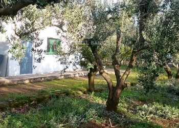 Foto 4 - Rustico Contrada Bosco Colombo, Mesagne - foto 4