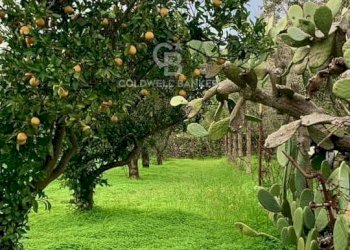 Foto 6 - Rustico Contrada Bosco Colombo, Mesagne - foto 6