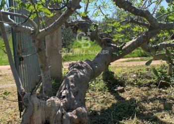 Foto 9 - Rustico Contrada Bosco Colombo, Mesagne - foto 9