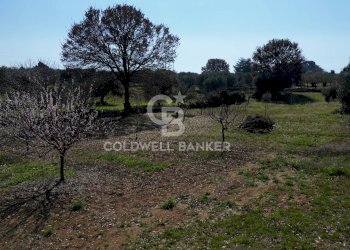 Foto 32 - Baita strada comunale 10 contrada Spiano
 
235, Locorotondo - foto 32