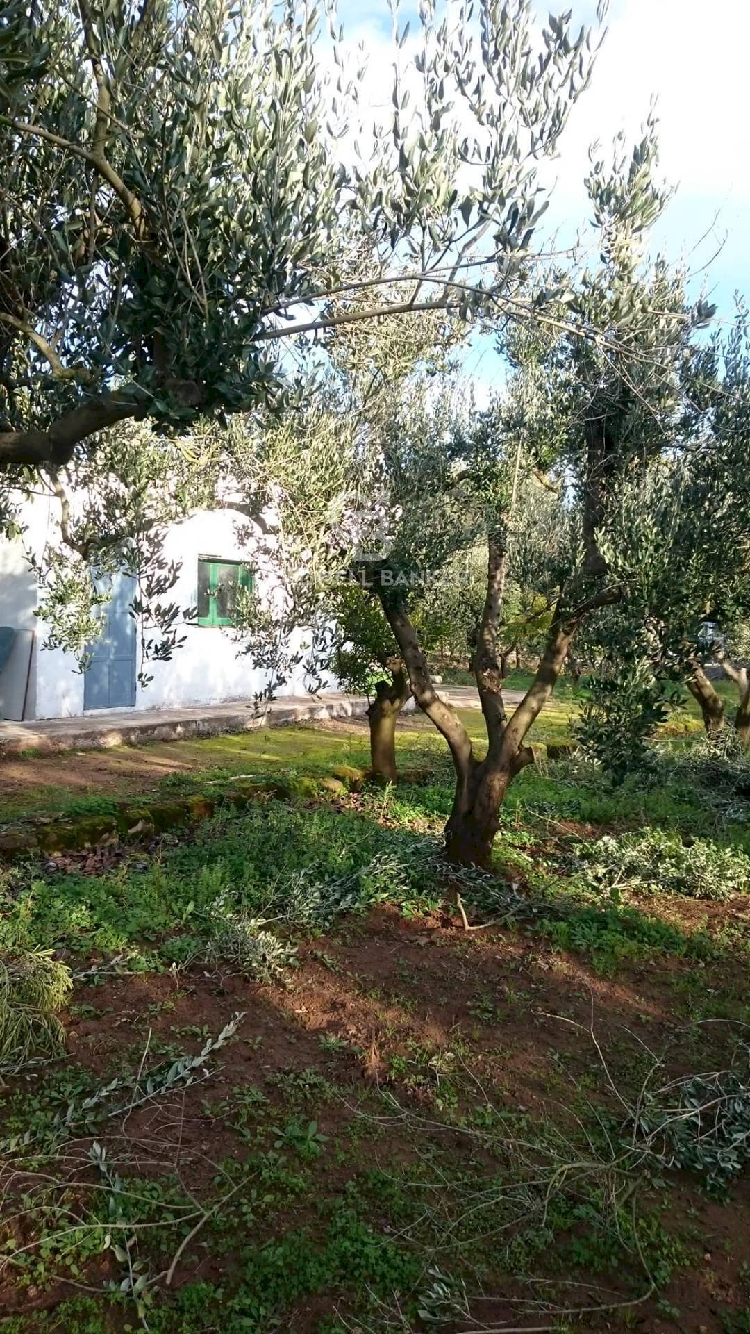 Foto 1 - Agricultural land Contrada Bosco Colombo, Mesagne - photo 1