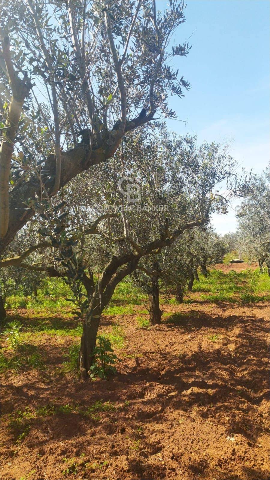 Foto 2 - Agricultural land Contrada Bosco Colombo, Mesagne - photo 2