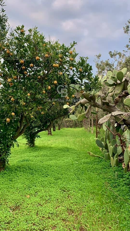 Foto 3 - Agricultural land Contrada Bosco Colombo, Mesagne - photo 3