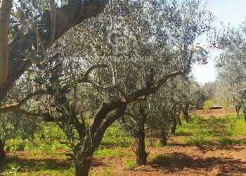 Foto 2 - Agricultural land Contrada Bosco Colombo, Mesagne - photo 2