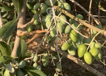 Foto 4 - Agricultural land Contrada Bosco Colombo, Mesagne - photo 4