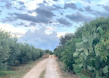 Foto 6 - Agricultural land Contrada Bosco Colombo, Mesagne - photo 6